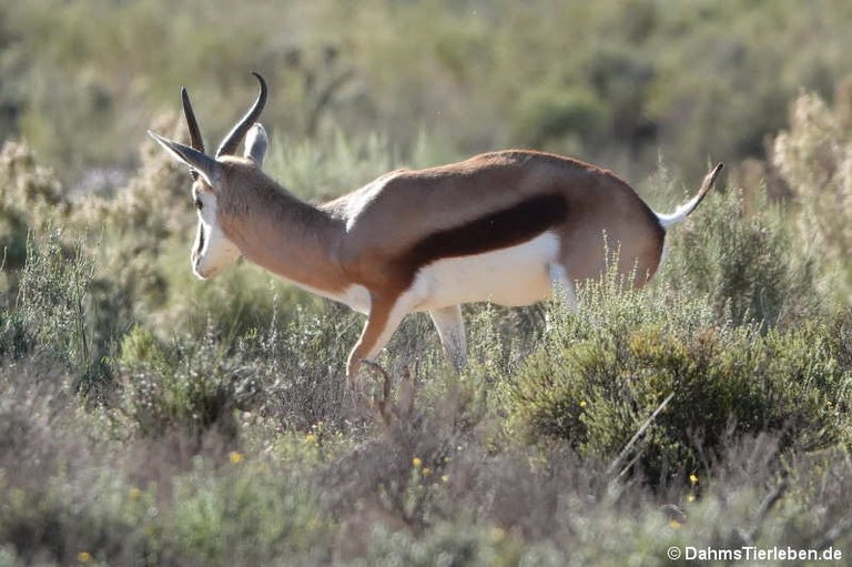 Antidorcas marsupialis