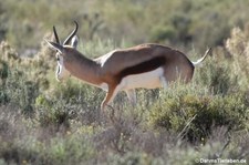 Antidorcas marsupialis-1