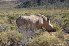 Ceratotherium simum simum-5