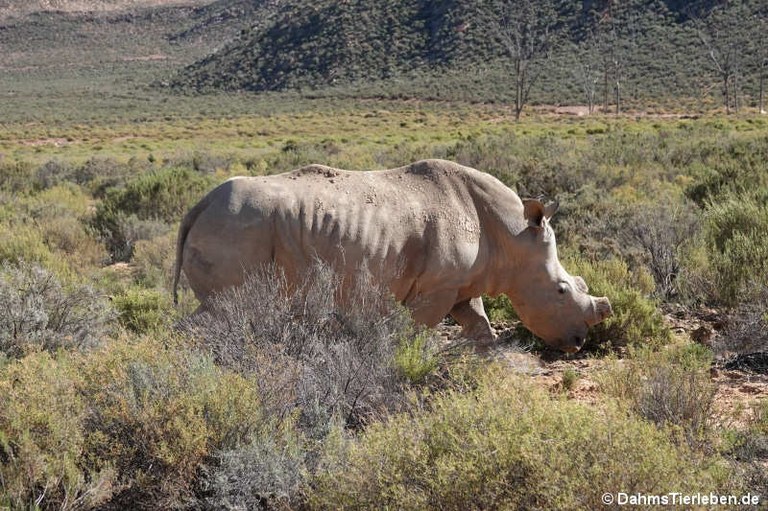 Ceratotherium simum simum