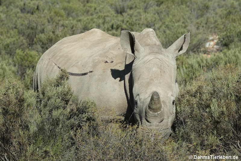 Ceratotherium simum simum-3