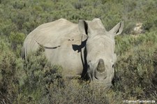Ceratotherium simum simum-6