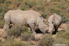 Ceratotherium simum simum-4