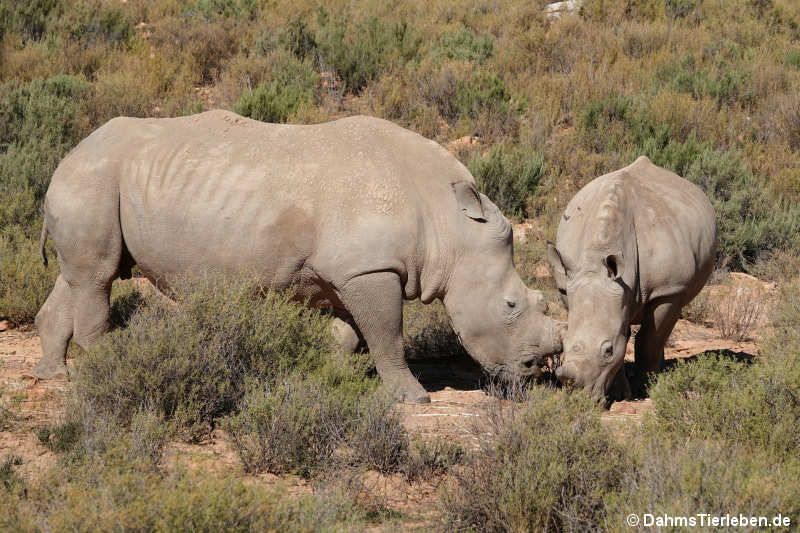 Ceratotherium simum simum-1