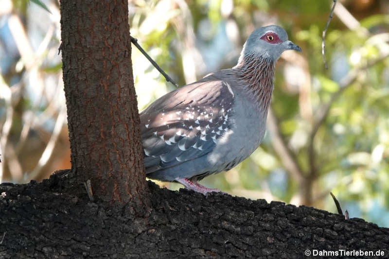 Guineataube Columba guinea-2
