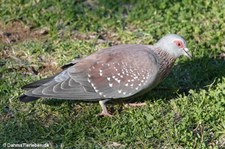 Columba guinea-1