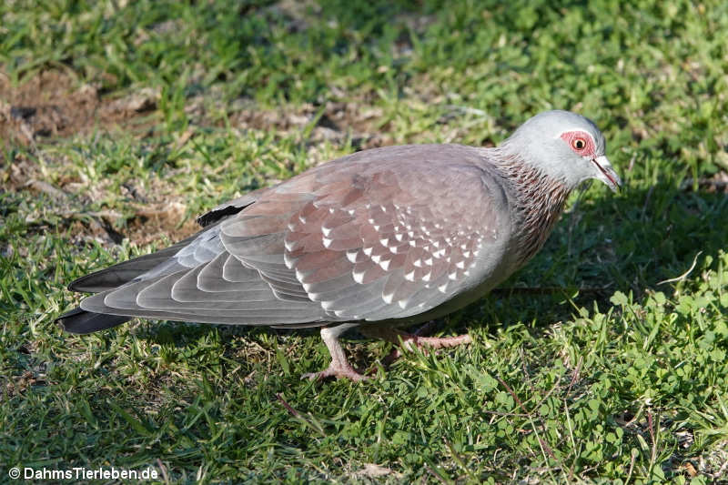 Columba guinea-1