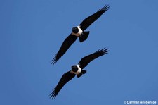 Corvus albus-1
