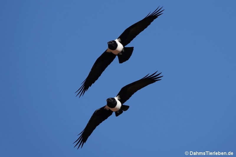 Corvus albus-1