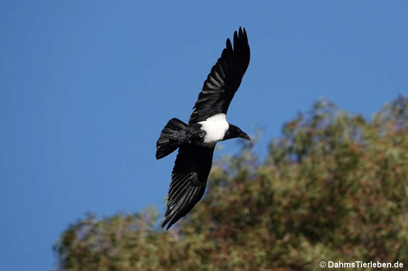 Schildrabe Corvus albus-2