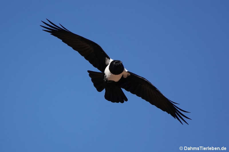 Schildrabe Corvus albus-3