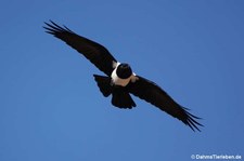 Corvus albus-2