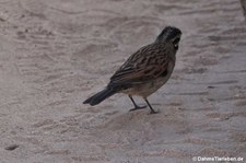 Emberiza capensis-1