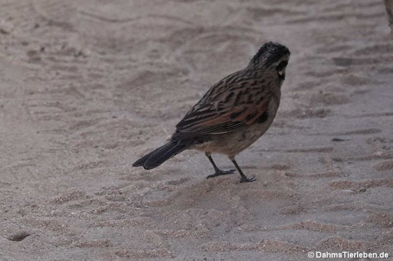 Emberiza capensis