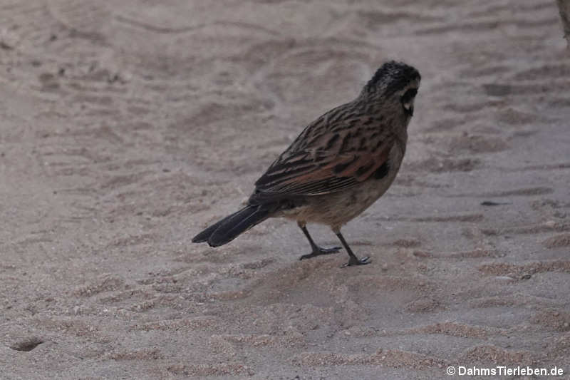 Emberiza capensis