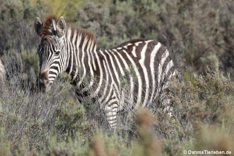 Equus quagga-2