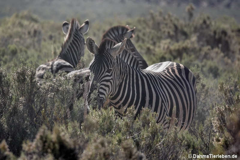 Equus quagga-1