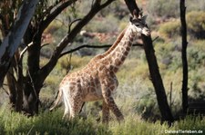 Giraffa giraffa giraffa-7