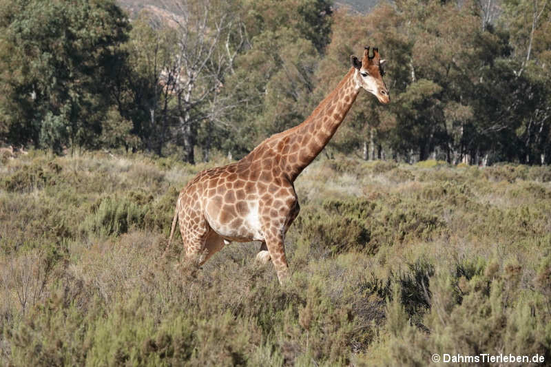 Giraffa giraffa giraffa-2