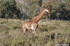Giraffa giraffa giraffa-8