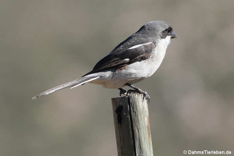 Lanius collaris