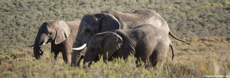Loxodonta africana