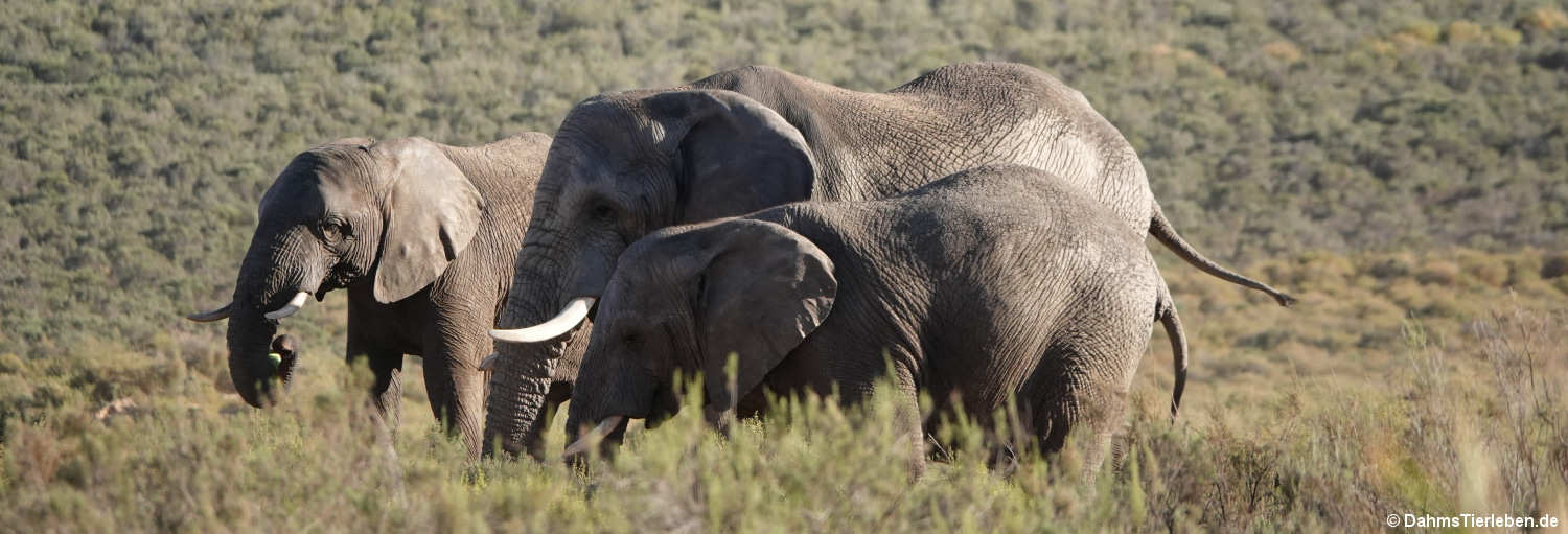 Loxodonta africana-1