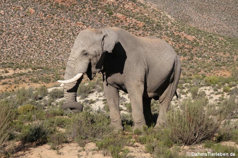 Loxodonta africana