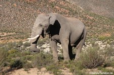 Loxodonta africana-5