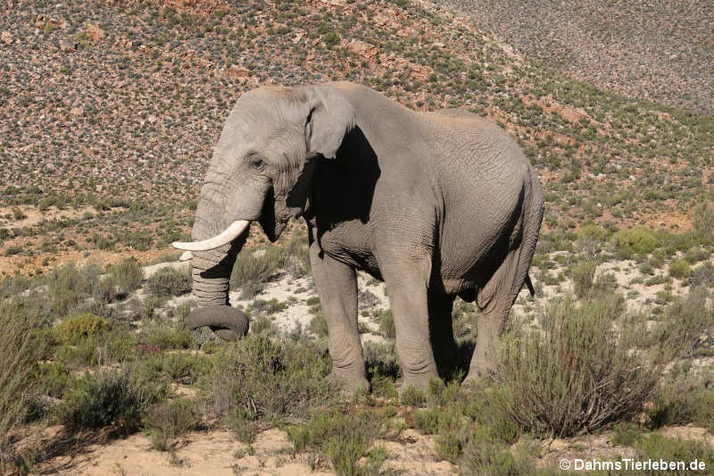 Loxodonta africana