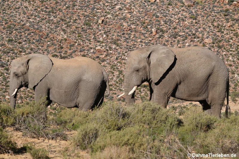 Loxodonta africana-3