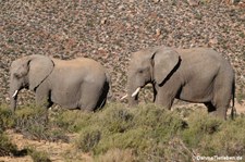 Loxodonta africana-6