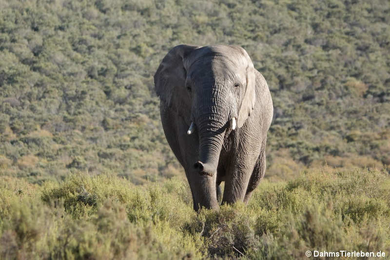 Loxodonta africana-2