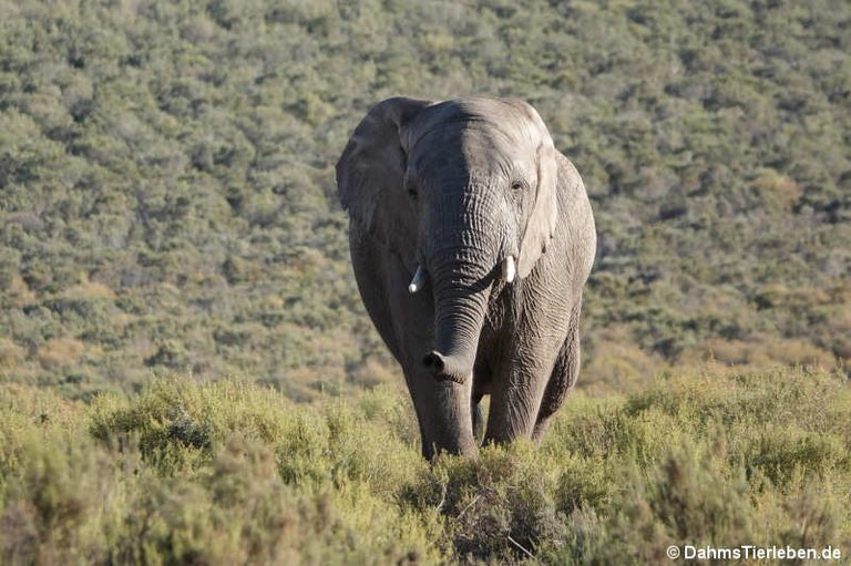 Loxodonta africana
