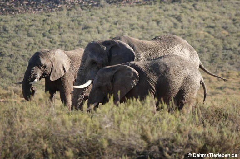 Loxodonta africana