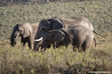 Loxodonta africana-7
