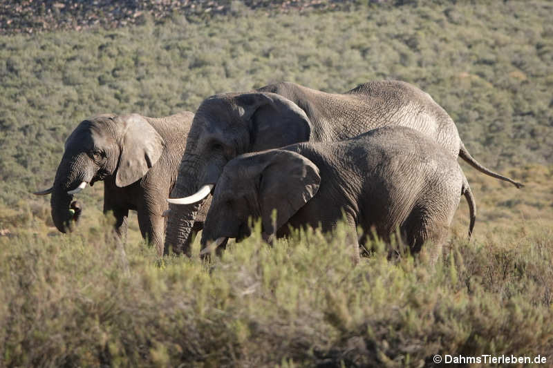 Loxodonta africana