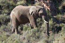 Loxodonta africana-4