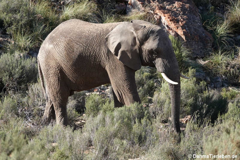 Loxodonta africana-4
