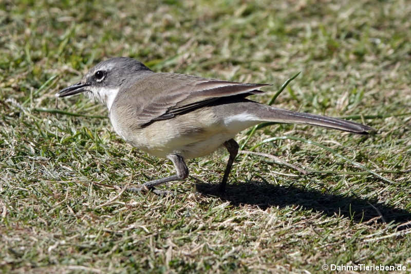 Motacilla capensis-1