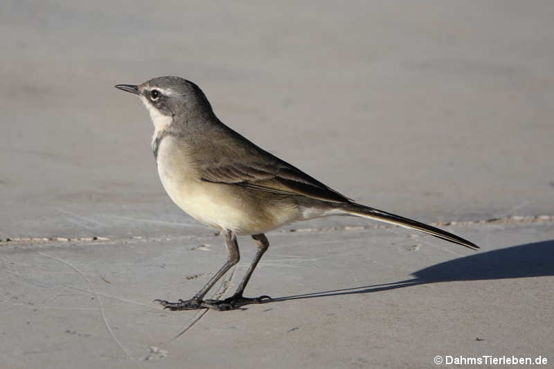 Motacilla capensis-1