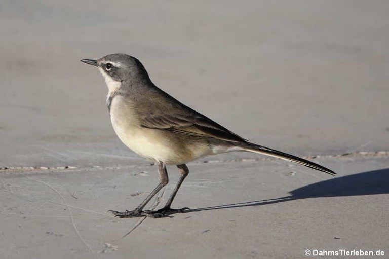 Motacilla capensis