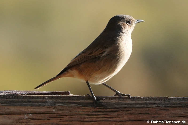 Oenanthe familiaris-2