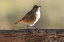 Oenanthe familiaris-1