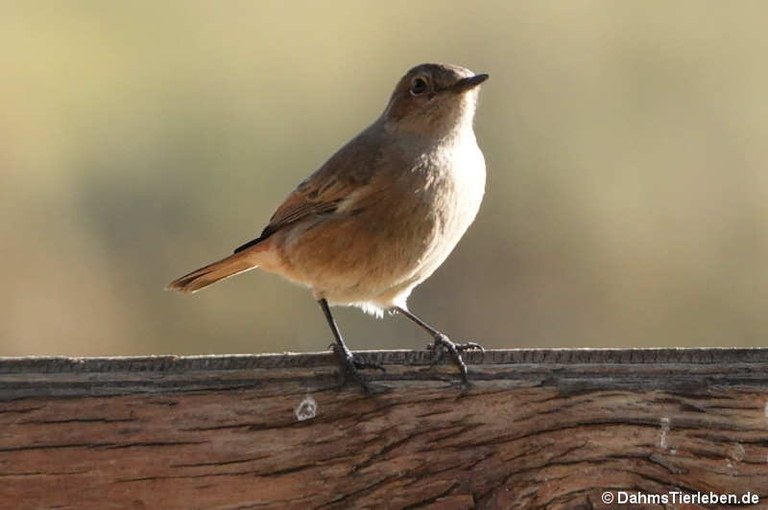 Oenanthe familiaris
