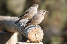Oenanthe familiaris-1