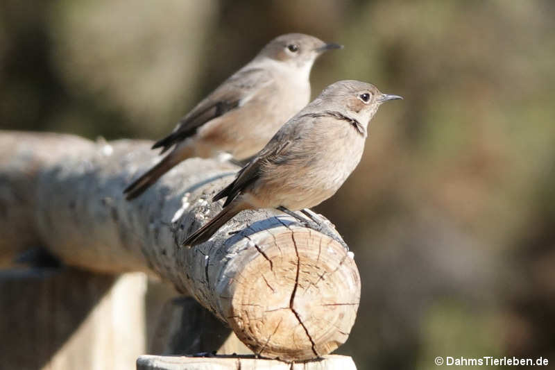 Oenanthe familiaris-1