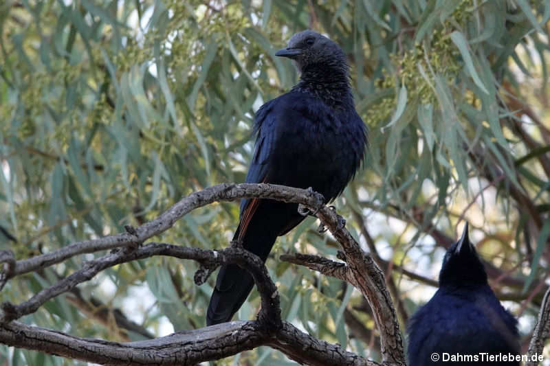 Onychognathus morio-2