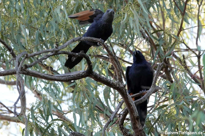 Onychognathus  morio morio-1