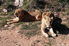 Panthera leo melanochaita-2
